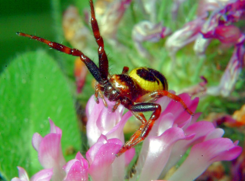 Macrofotografia (anche per micologi)